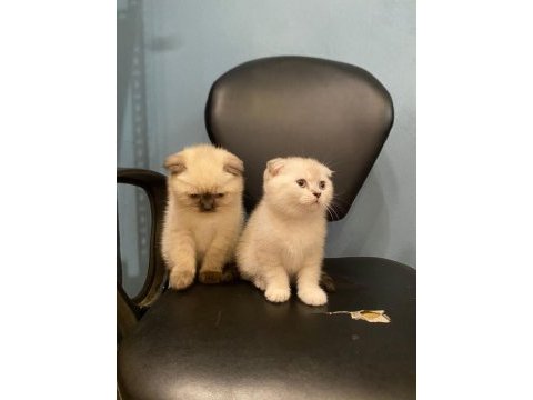Scottish fold kediler