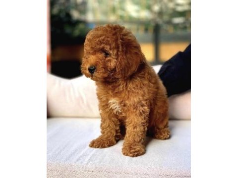 Maltipoo bebek köpekler