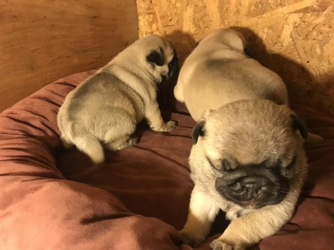 Üst segment pug mops yavrular