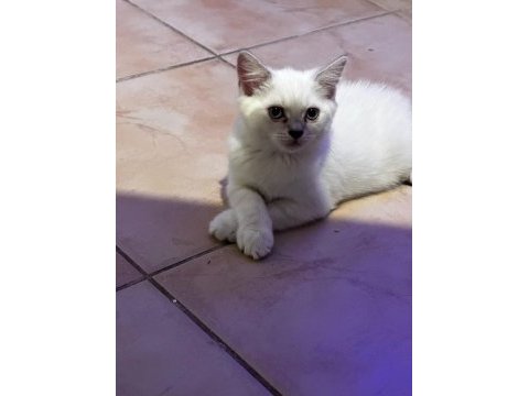 İnanılmaz oyuncu british shorthair