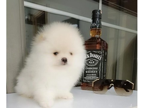 Sevimli 60 günlük pomeranian boo