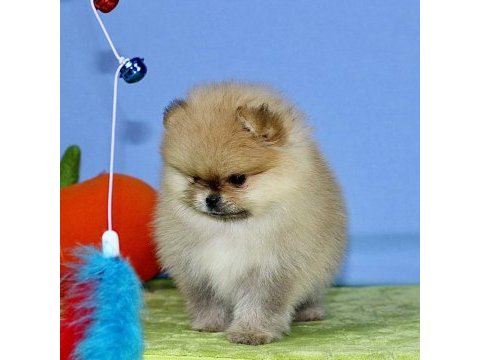 Teddy bear pomeranian yavruları