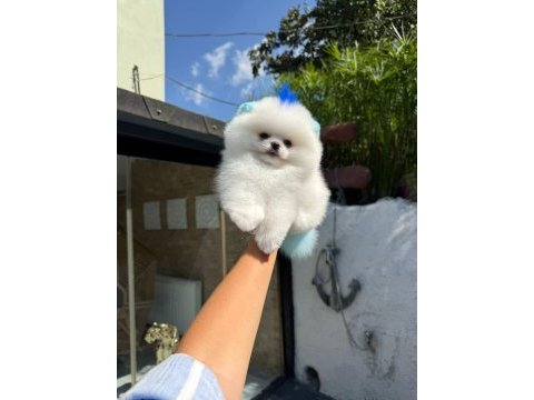 Pomeranian
