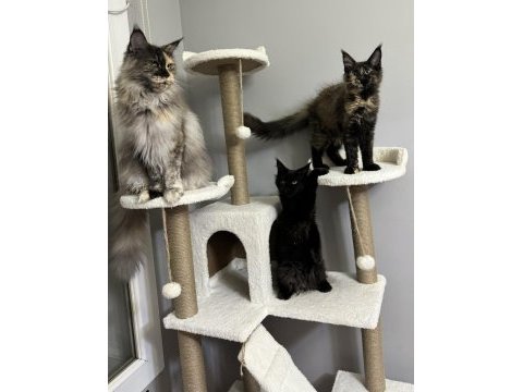 Ayşe arık line maine coon