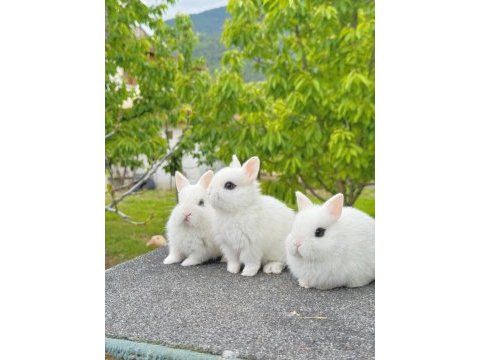 Hollanda cüce (cüce tavşan) - hotot (sürmeli)