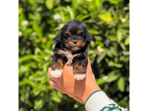Tatlı maltipoo yavrumuz