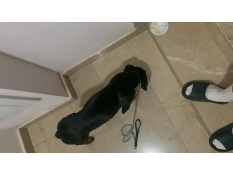 Yetiştirilmiş doberman köpeği