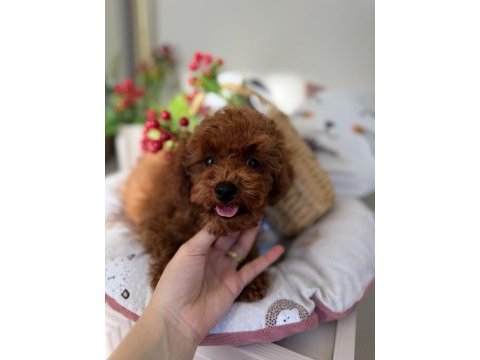 Kore poodle 3 aylık