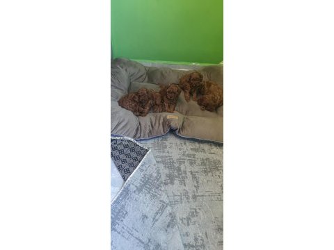 A kalite toy poodle yavrularımız