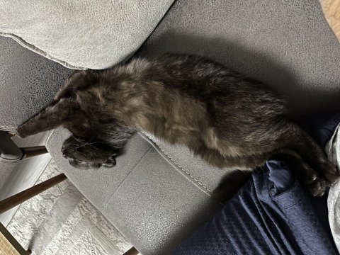 Scottish fold kızımıza ev arıyoruz