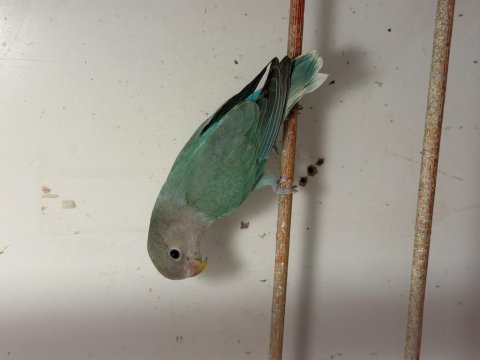Bebek sevda papağanları