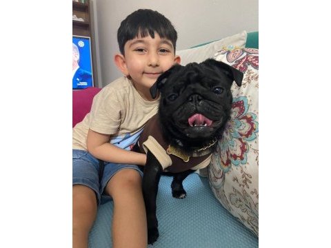 Neşe kaynağımız çocuğumuz pug