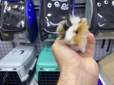 Ginepig yavrularımız
