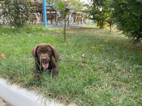 Safkan ırk garantili labrador retriever yavruları