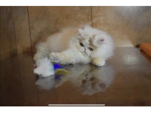 Exotic longhair mavi ve göz ve odd eyes taşıyıcı