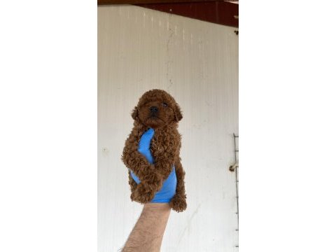Red brown şecereli toy poodle yavrular