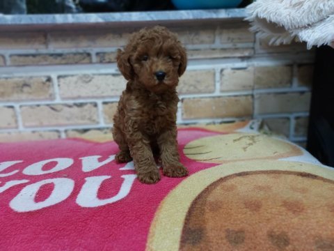 Red brown orijinal dişi poodle yavrumuz