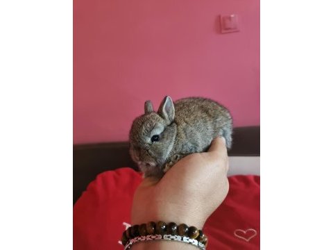 Cüce tavşanlar