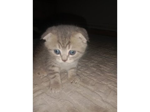 Minik scottish fold yavrularına ömürlük yuva