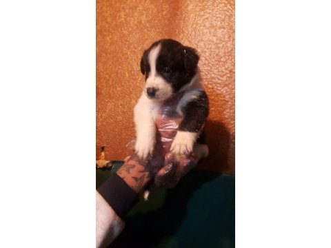 Siyah beyaz ve black and tan border collie yavrular