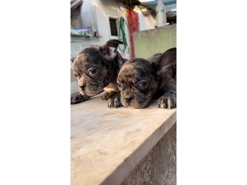 French bulldog merle dişi ve erkek yavrular