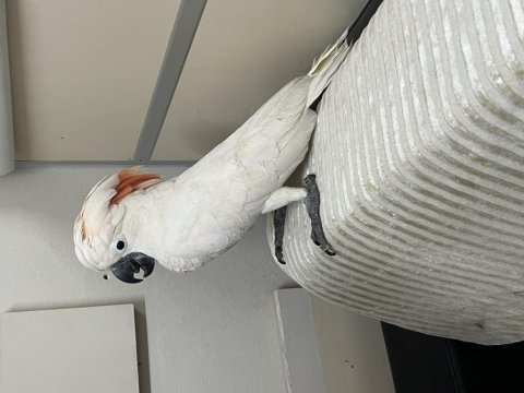 Molucan kakadu papağanı