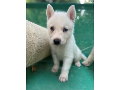 Sibirya kurdu (husky) yavrularımız