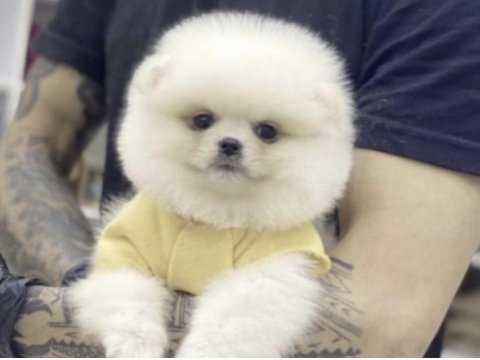 Pomeranian boo köpeği