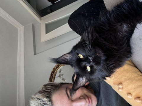 En güncel şampiyonluklarla benim maine coon devlerim