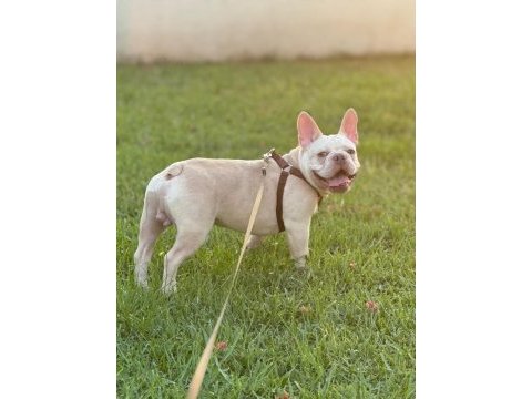 Şehir değişikliği nedeniyle sahiplendirilecek french bulldog