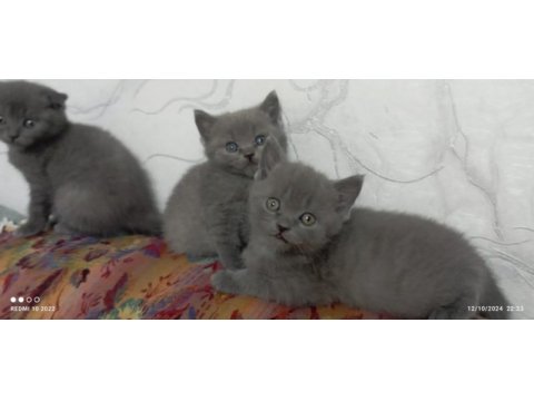 Yeni yuvalarını gitmeye hazır british shorthair