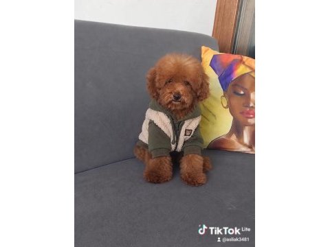Toy poodle erkek yavru kedimiz