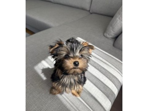 Ev doğumlu micro teacup boy yorkshire terrier