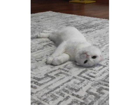 10 aylık dişi scottish fold
