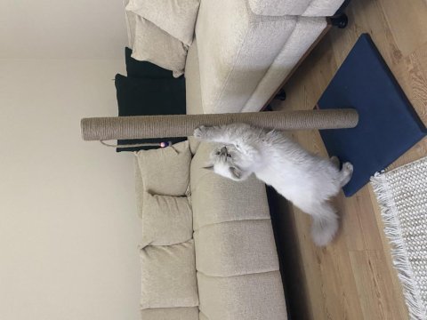 British longhair erkek