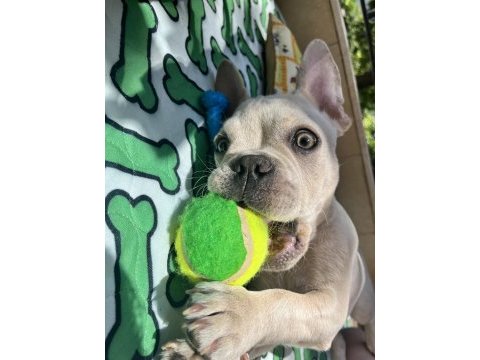 1 yaşında french bulldog çipli