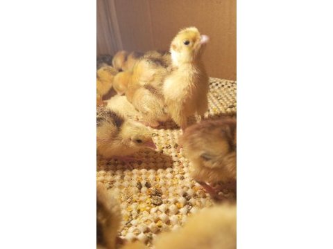 Bıldırcın yumurtası