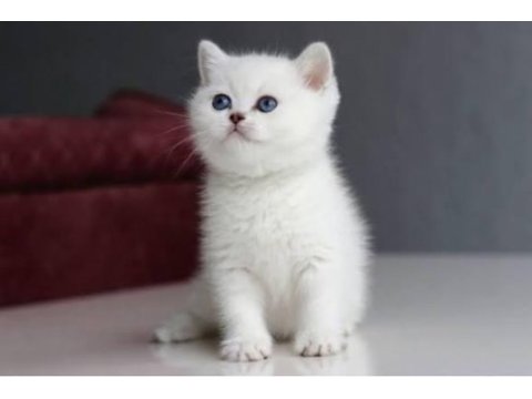 3 aylık british shorthair