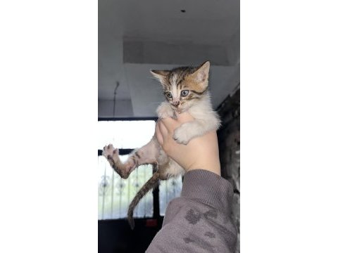 Kedilere acil yuva aranıyor