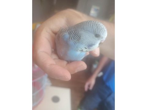 Jumbo muhabbet kuşu yavrular