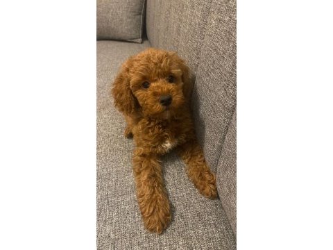 Son kalan poodle kızım yuvasını arıyor