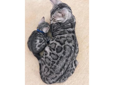 Elite silver bengal kedisi kitten ozy