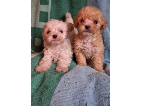 Maltipoo yavrularımız