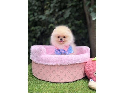 Orjinal ayı surat pomeranian 