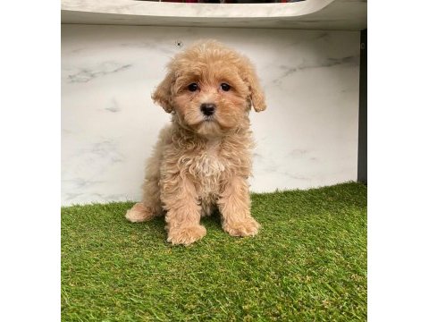 F2 maltipoo yavruları