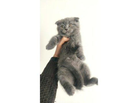 2 aylık gri british shorthair
