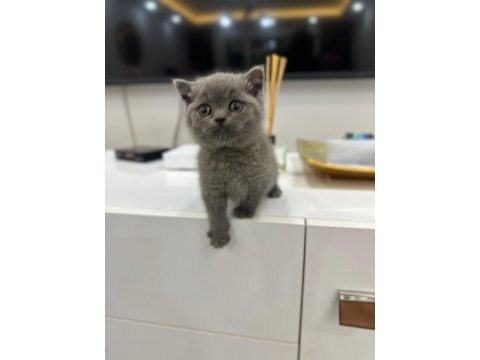 British shorthair yavrular