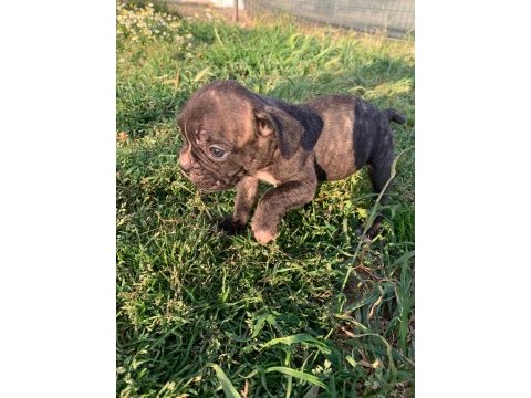 18 nisan doğumlu french bulldog
