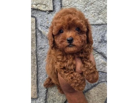 Toypoodle yavrularımız 