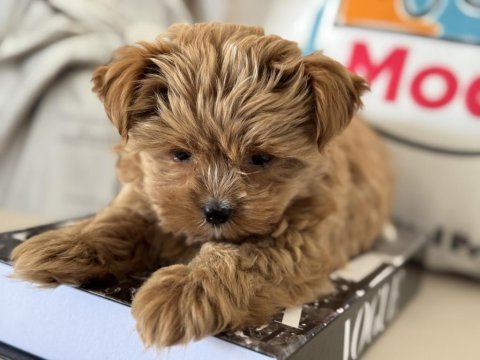 Petmode köpek çiftliğinde ziyarete açık tea cup morkie